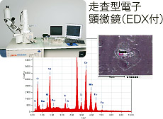 EDX成分分析