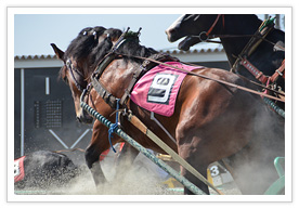障害を越えるばん馬
